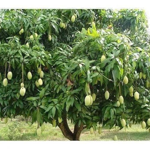 Katki keri pickle (diced sweet mango pickle)