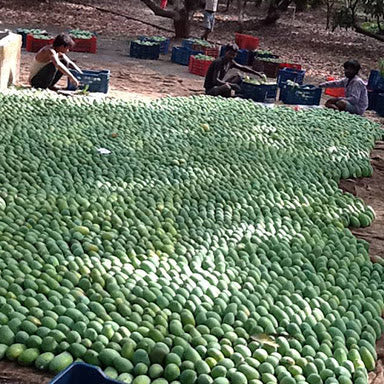Katki keri pickle (diced sweet mango pickle)