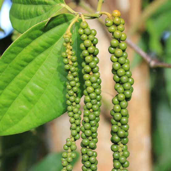 Green Pepper corn (pickled in brine)