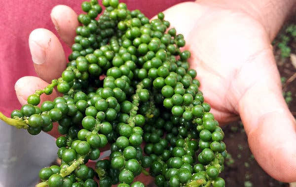 Green Pepper corn (pickled in brine)